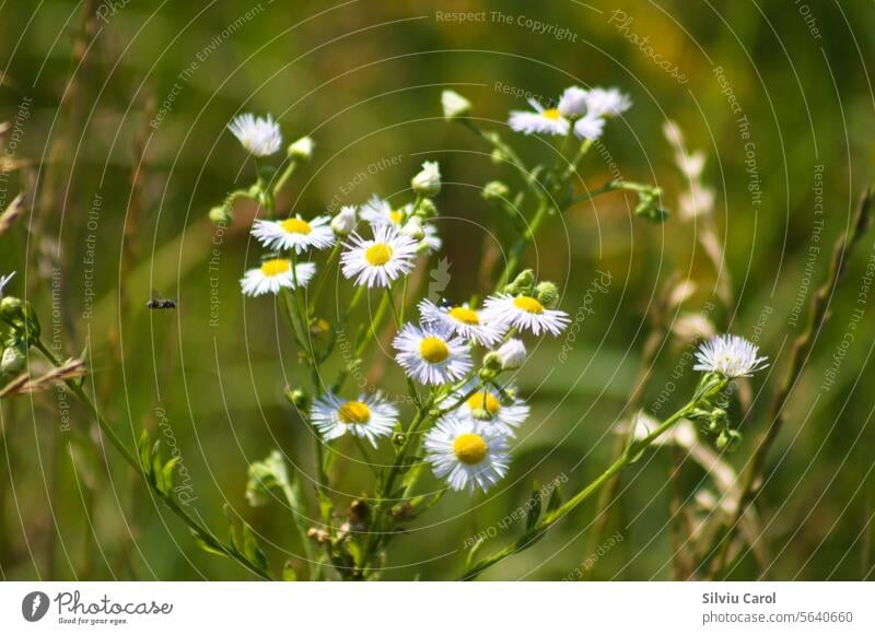 Nahaufnahme von einjährigen Flohkrautblüten mit grünen unscharfen Pflanzen im Hintergrund Garten geblümt Flora gelb jährlich wild Überstrahlung Feld Frühling