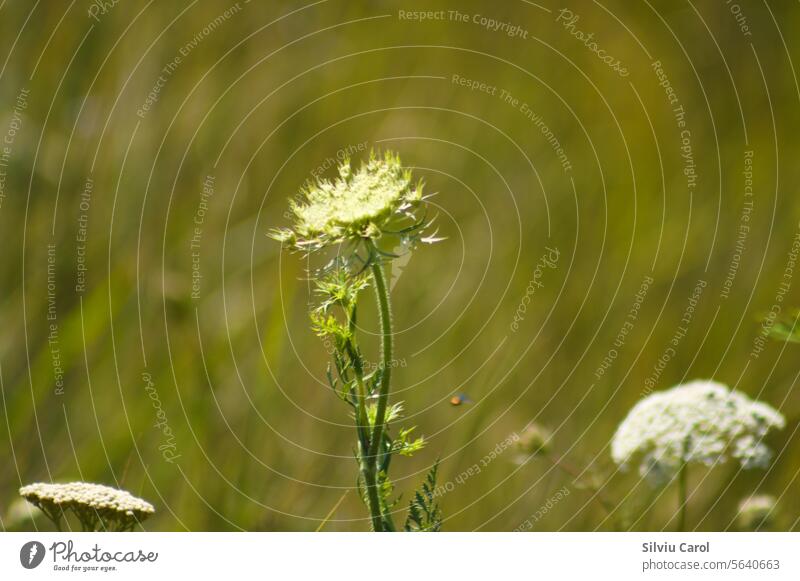 Nahaufnahme einer wilden Karottenblüte mit selektivem Fokus auf den Vordergrund Blatt Spitze Möhre Feld grün Wildblume Natur Königin natürlich Blume schön