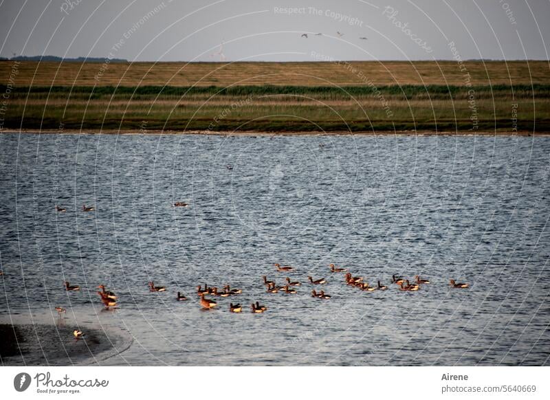 happy enten Enten Vogelparadies See schwimmen Horizont Vögel Vogelschwarm Weite Wasservogel Landschaft blau Freiheit Tiergruppe Küste ruhig Natur Ferne