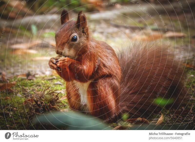 Fressendes Eichhörnchen Sciurus vulgaris Wildtier Tiergesicht Fell Nagetiere Pfote Krallen Schwanz Nahaufnahme Ohr Tierporträt Detailaufnahme Farbfoto