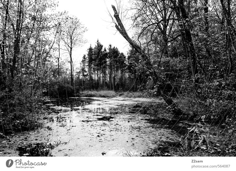 See im Wald Natur Landschaft Wasser Herbst Baum Sträucher Seeufer dunkel gruselig Einsamkeit Idylle ruhig Umwelt Moor Düsterwald Schwarzweißfoto Außenaufnahme