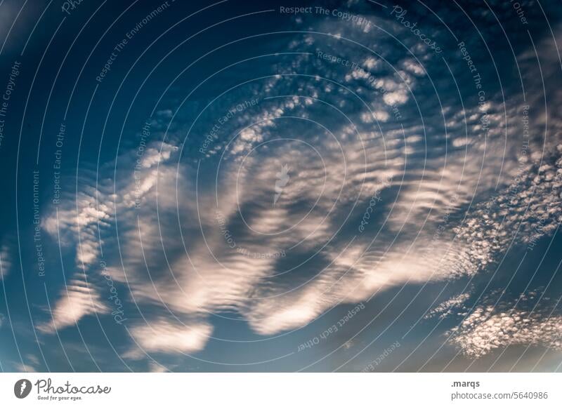 Abendhimmel Luft bizarre Wolken Wolkenformation Stimmung Natur Himmel Schliere Wetter Urelemente Klima Klimawandel blau Umwelt Wolkenhimmel meteorologie