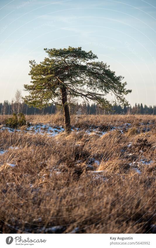 Kiefer im Hohen Venn Nadelbaum Moor Vennlandschaft Landschaft Menschenleer Hohes Venn Farbfoto Gras Pflanze Außenaufnahme Natur Himmel Baum