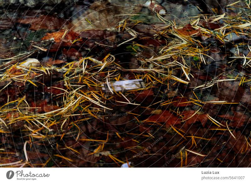 Eintrittskarte fürs Theater ist in den Teich gefallen, treibt mit Herbstlaub im trüben Wasser Bild Müll See herbstlich Herbstfärbung Reflexion & Spiegelung