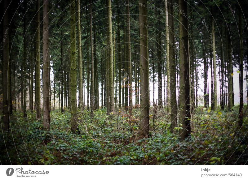 . Natur Herbst Winter Baum Gras Sträucher Waldboden Waldlichtung Nadelwald Unterholz dunkel lang natürlich schön viele braun grün Gefühle ruhig Idylle