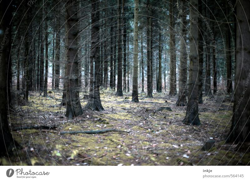 mama, it´s cold outside Umwelt Natur Landschaft Herbst Winter Baum Moos Nadelbaum Baumstamm Wald Nadelwald Waldboden stehen bedrohlich dunkel gruselig kalt