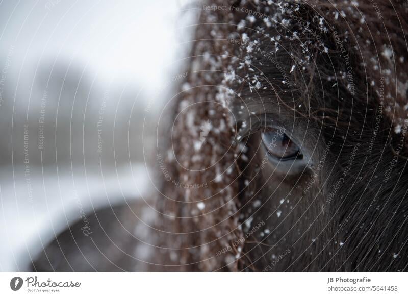 Pferdeaugen im Winter Auge Islandpferd islandpferde Schnee Schneeflocke Tier Außenaufnahme wild Weide im Freien Wiese Nahaufnahme Detailaufnahme Tieraugen Natur