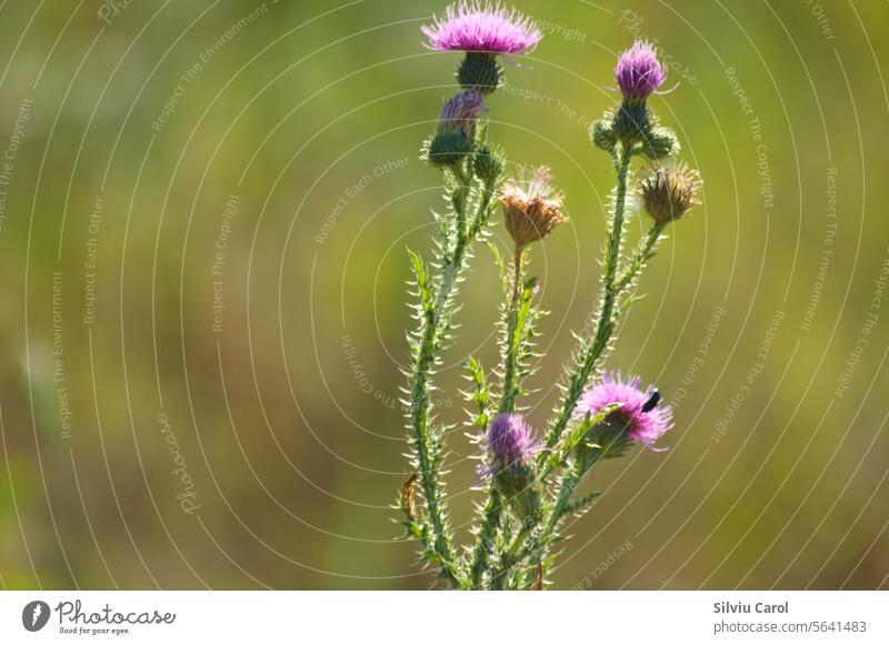 Nahaufnahme einer stacheligen pflaumenlosen Distelblüte mit grünem unscharfem Hintergrund Blatt Stachel geblümt Flora Feld Natur wild natürlich Blume Wiese