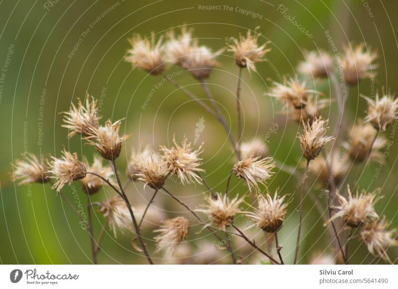 Nahaufnahme von flauschigen kriechenden Distelsamen mit grünem unscharfem Hintergrund geblümt Blume Natur Wiese Pflanze Flora Blütezeit Garten stachelig Sommer