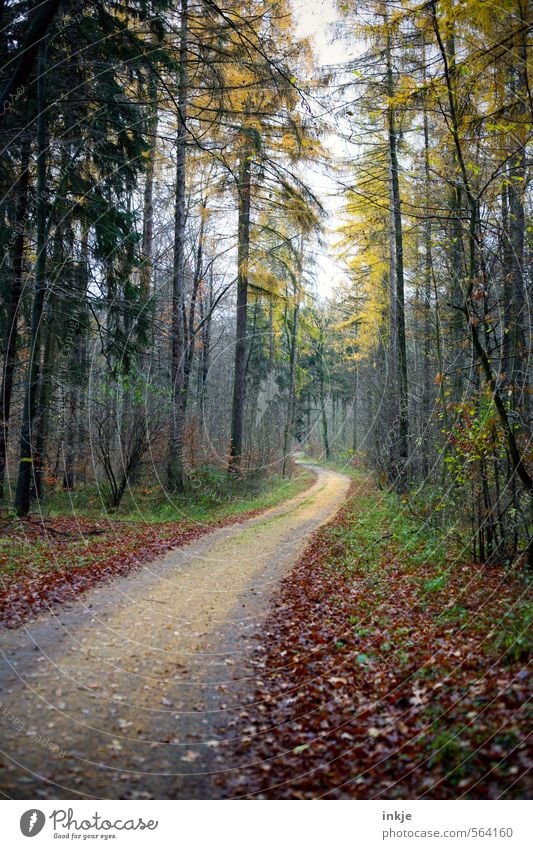 . Ausflug Ferne wandern Umwelt Natur Tier Herbst Winter Schönes Wetter Nebel Laubbaum Blatt Baum Wald Fußweg Spazierweg Mischwald Wege & Pfade Forstweg