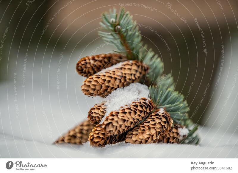 Zapfen der Blau-Fichte Zapfenschuppen Stech Fichte Fichten Schnee Winter Natur Nahaufnahme Eiskristalle Kälte Frost Winterzeit Frostig Tannenzweig Jahreszeit