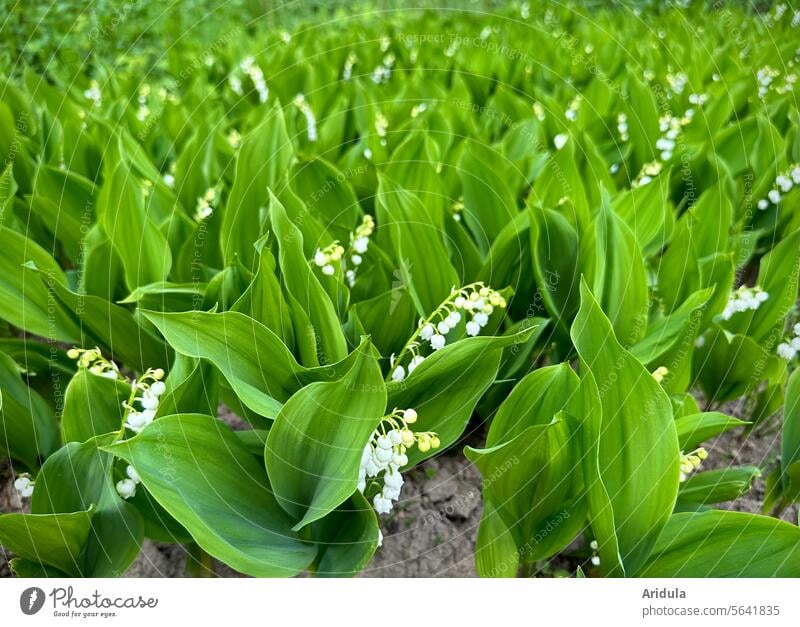 Maiglöckchen Frühling Frühlingsblume Frühblüher Blume Natur Garten Blüte Pflanze grün weiß