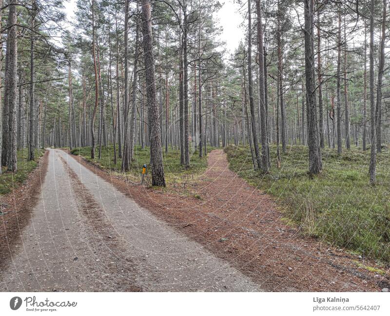 Landstraße im Wald Straße Straßenverkehr auf der Straße Wege & Pfade Bäume kalt Natur im Freien Baum Umwelt Wetter Wälder