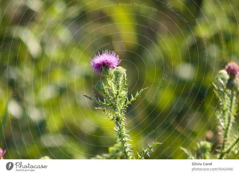 Nahaufnahme einer stacheligen pflaumenlosen Distelblüte mit grünen unscharfen Pflanzen im Hintergrund Blatt Stachel geblümt Flora Feld Wildpflanze Asteraceae