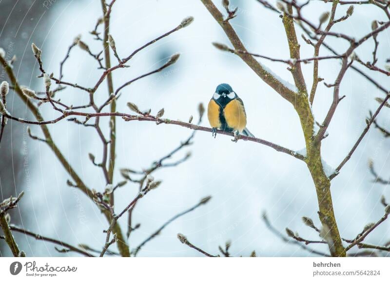 winterschlaf Jahreszeiten Meise Winter Außenaufnahme Meisen hübsch Vogel Tier niedlich Farbfoto Natur Garten Vögel Tierliebe Wildtier Tierporträt Kohlmeise