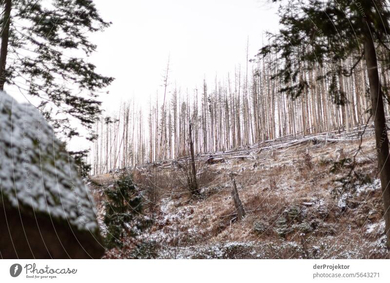 Winterwald im Harz Sturmschaden Borkenkäfer Klimawandel Gebirge Sachsen-Anhalt Abenteuer Tourismus Ausflug Freiheit Sightseeing Schnee Winterurlaub