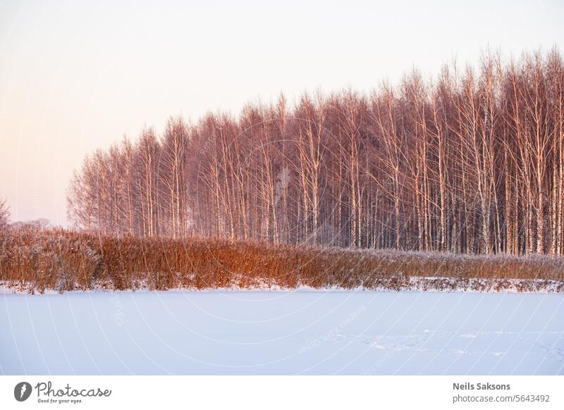 Sonnenbeschienene Birken und Flussschilf im Schnee am Flussufer bei Sonnenuntergang im Winter. Goldenes Licht bei Sonnenuntergang Hintergrund schön Schönheit