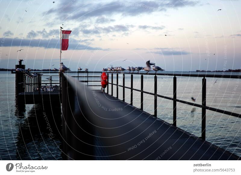 Steg mit Möwen altstadt gebäude hafen hafenstadt hanse hansestadt haus himmel horizont küste mecklenburg mv ostsee ostseelküste stralsund strelasund ufer