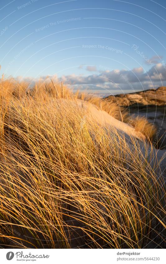 Sonnenaufgang in den Dünen in Dänemark II relaxation erholen & entspannen" Erholungsgebiet baden Freiheit Urlaub Urlaubsstimmung Außenaufnahme Meer Farbfoto