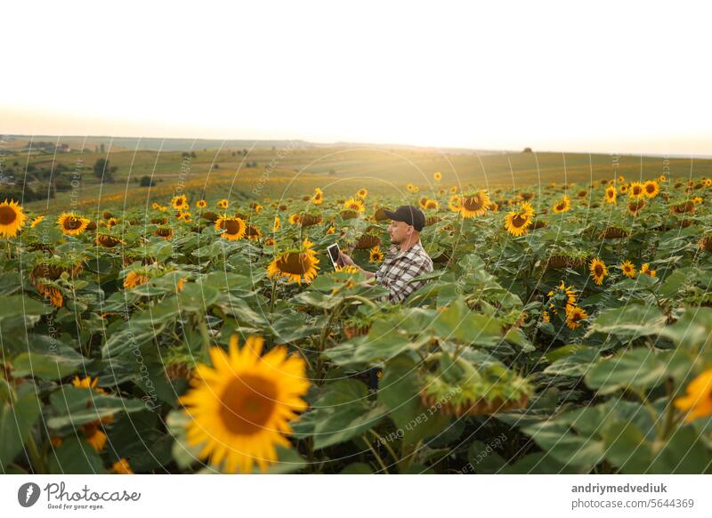 Intelligenter Landwirt. Junger Agrarwissenschaftler benutzt ein intelligentes digitales Tablet auf einem Sonnenblumenfeld. Technologie drahtloses Gerät zu studieren, Forschung, Prüfung oder Kontrolle der Ernte. Innovation Landwirtschaft Geschäft.