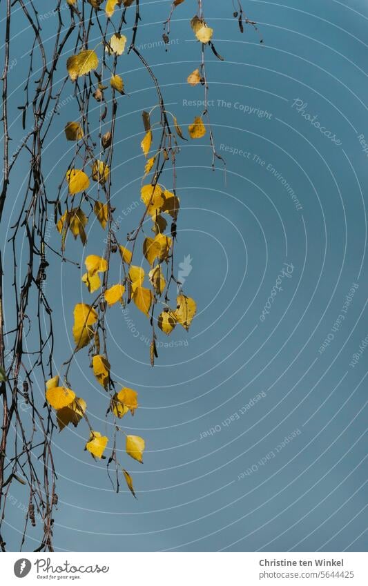 gelbe Blätter an einer Birke vor graublauem Himmel Birkenblätter Herbstblätter Herbstgefühl vergänglich herbstliche Impression Stimmungsbild leuchten