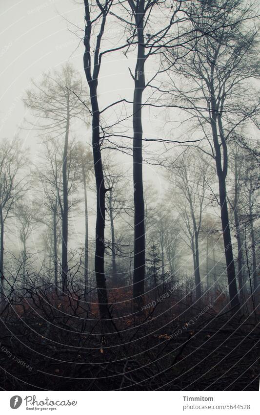 Dieser Wald scheint fast schon etwas bedrohlich Nebel Nebelwald Düsterwald dunkel Baumstämme Bäume Äste Totholz gebüsch Natur Holz Forstwirtschaft Nutzholz