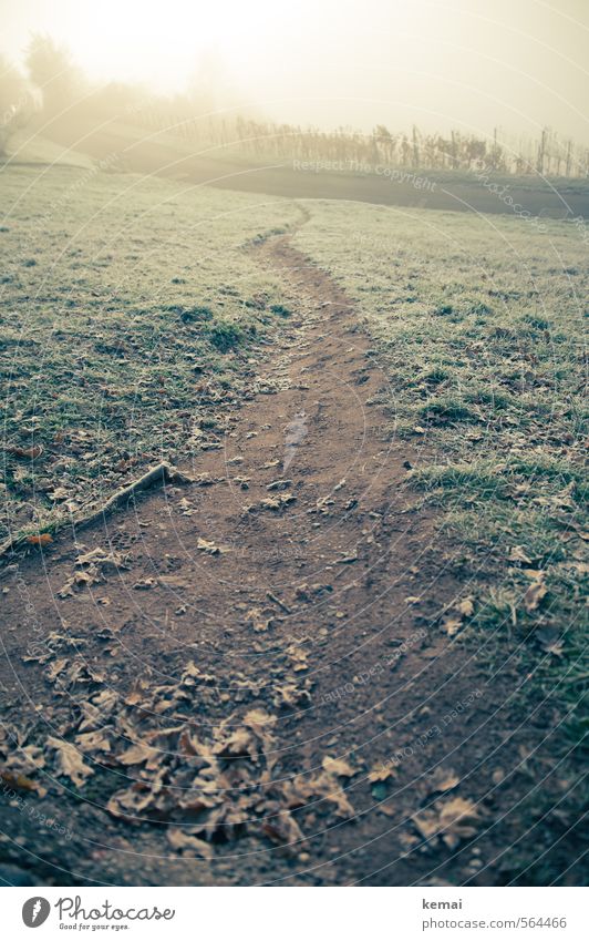 Einer der Wege Umwelt Natur Landschaft Pflanze Winter Eis Frost Baum Gras Blatt Grünpflanze Wiese Wege & Pfade hell kalt Morgen Wein Morgendämmerung Einsamkeit