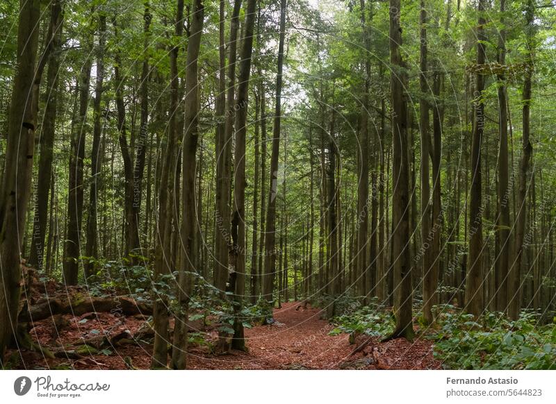 Wald. Massive Landschaft mit Fichtenwald. Die Sonne scheint durch die Bäume, der Boden ist mit Moos und Farn bedeckt, Bergkette. Fluss. Luftaufnahme. 21. März. 2024. Internationaler Tag des Waldes.