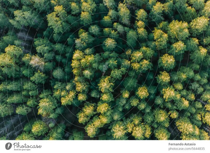 Wald. Massive Landschaft mit Fichtenwald. Die Sonne scheint durch die Bäume, der Boden ist mit Moos und Farn bedeckt, Bergkette. Fluss. Luftaufnahme. 21. März. 2024. Internationaler Tag des Waldes.