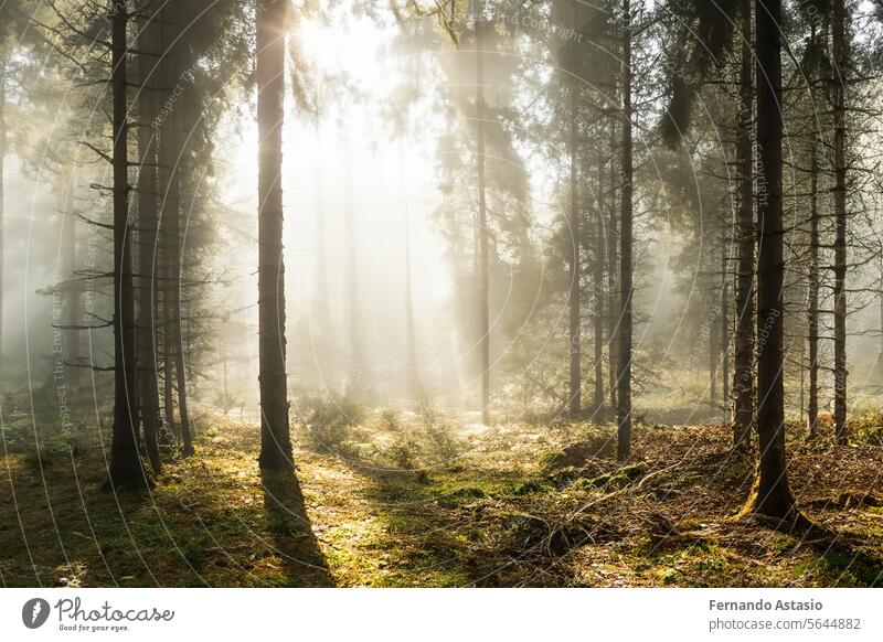 Wald. Massive Landschaft mit Fichtenwald. Die Sonne scheint durch die Bäume, der Boden ist mit Moos und Farn bedeckt, Bergkette. Fluss. Luftaufnahme. 21. März. 2024. Internationaler Tag des Waldes.