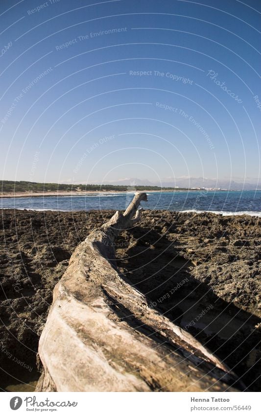 Serpiente de Árbol Treibholz Strand Küste Meer Himmel