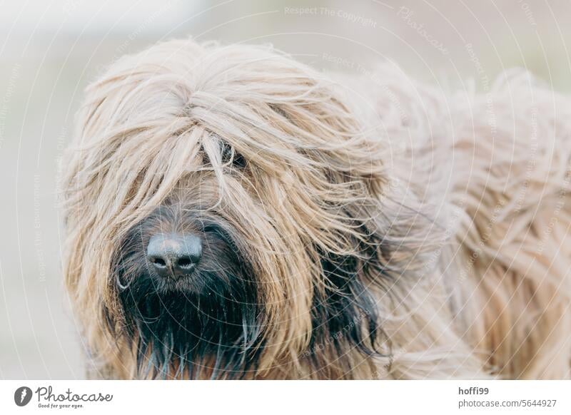 Der Hund blickt durch seine wilde Mähne mit einem Auge in die Kamera Hundeporträt Langhaariger Hund langhaarig Blick in die Kamera Briard Wäller Haustier Tier