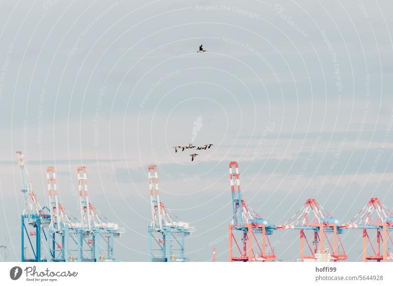 Containerterminal mit Vogelschwarm Küste Nordsee Wattenmeer Zugvögel Vogelzug Containerschiff Schifffahrt Globalisierung Handelshafen Nordseeküste