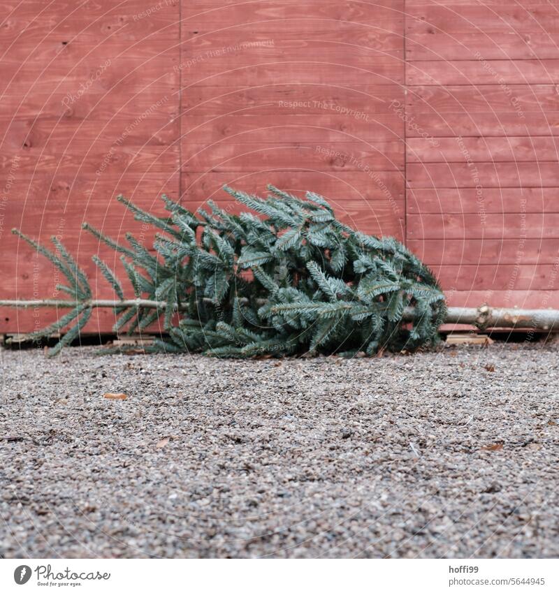 alter Weihnachtsbaum vor einer roten Holzhütte - die Reste vom Feste entsorgen wegwerfen Knut julgransplundring rauswerfen rausschmeißen Weihnachtsdekoration