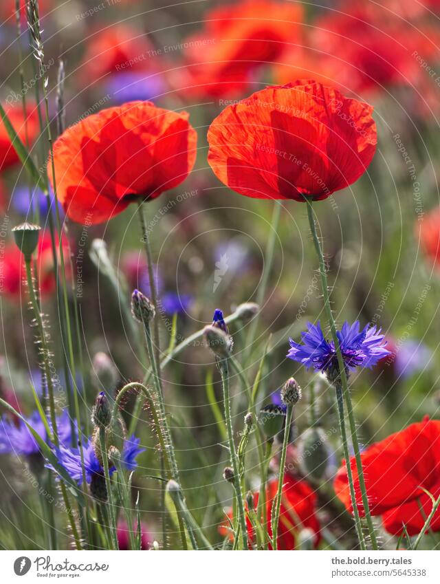 Mohnblumen und Kornblumen Frühling Sommer rot grün Schwache Tiefenschärfe Natur Mohnblüte Blume Pflanze Außenaufnahme Farbfoto Blüte Menschenleer Wildpflanze