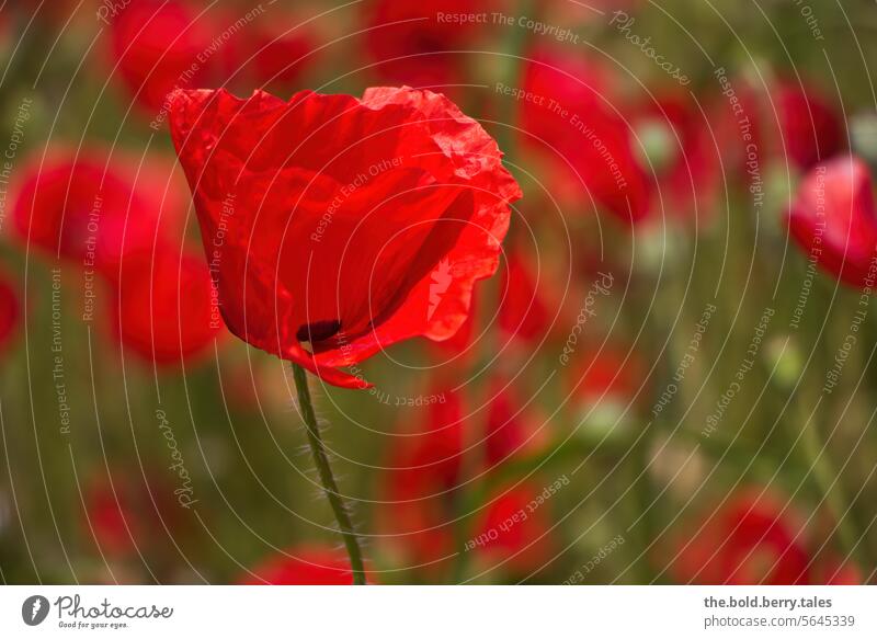 Mohnblumen Frühling Sommer rot grün Schwache Tiefenschärfe Natur Mohnblüte Blume Pflanze Außenaufnahme Farbfoto Blüte Menschenleer Wildpflanze Wiese blühen