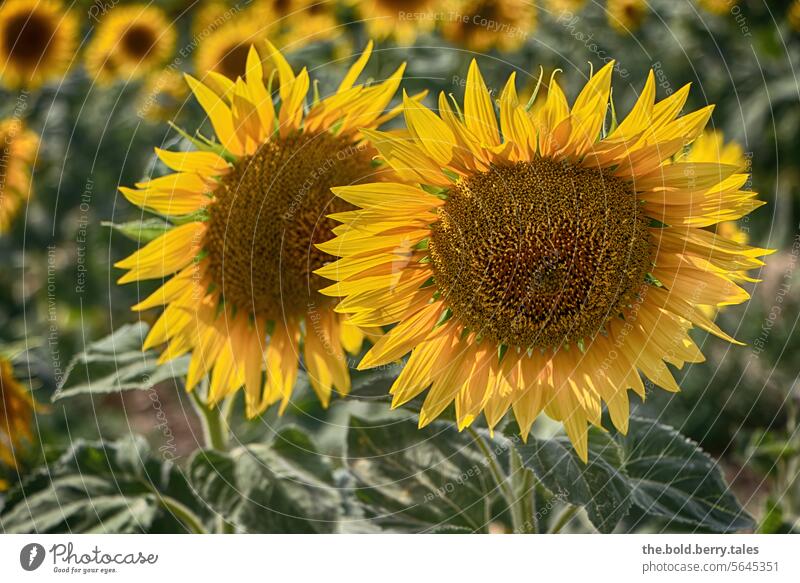 Sonnenblumenblumenfeld Sommer gelb Blüte Natur Blühend Farbfoto Nutzpflanze Außenaufnahme Sonnenblumenfeld Landwirtschaft grün Menschenleer Feld Tag