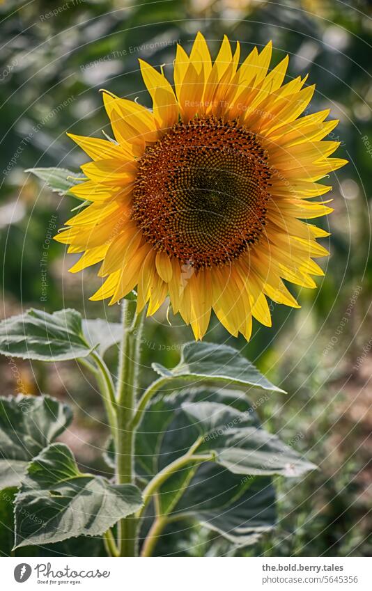 Sonnenblume Sommer Blume gelb Blüte Pflanze Natur Blühend Farbfoto Nutzpflanze Außenaufnahme Sonnenblumenfeld Landwirtschaft grün Menschenleer Feld Tag