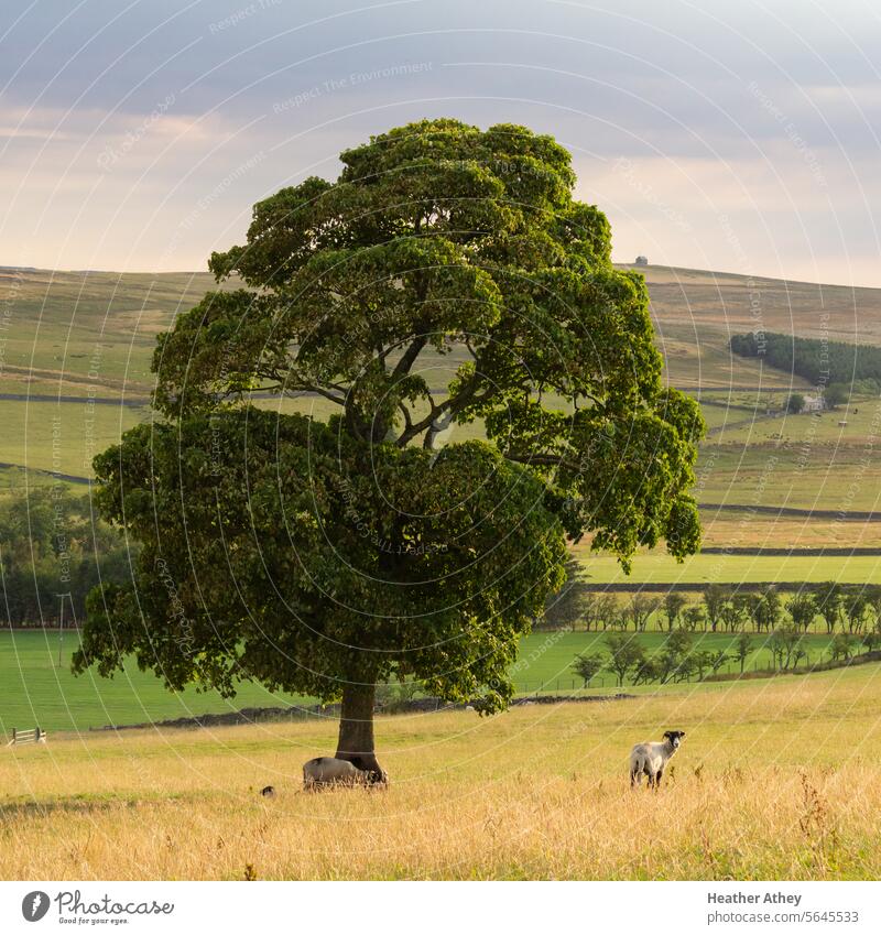 Schafe grasen im Sommer unter einem Baum, Northumberland, UK Weidenutzung grasende Schafe Feld Wiese Ackerland Hügel northumberland Gras Natur Viehbestand Tier