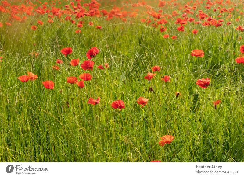 Wild wachsender Mohn auf einem Feld Mohnblumen rot Natur Pflanze Sommer Blume Wiese Außenaufnahme Mohnfeld Wildpflanze Klatschmohn Blüte