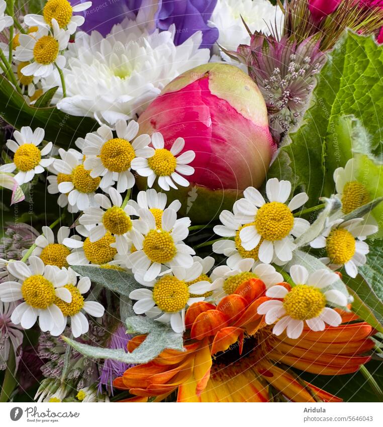 Sommerblumenstrauß Blumenstrauß draußen Blüte Dekoration & Verzierung rosa schön bunt Blühend grün Geschenk Wünsche Geburtstag Strauß Muttertag Valentinstag