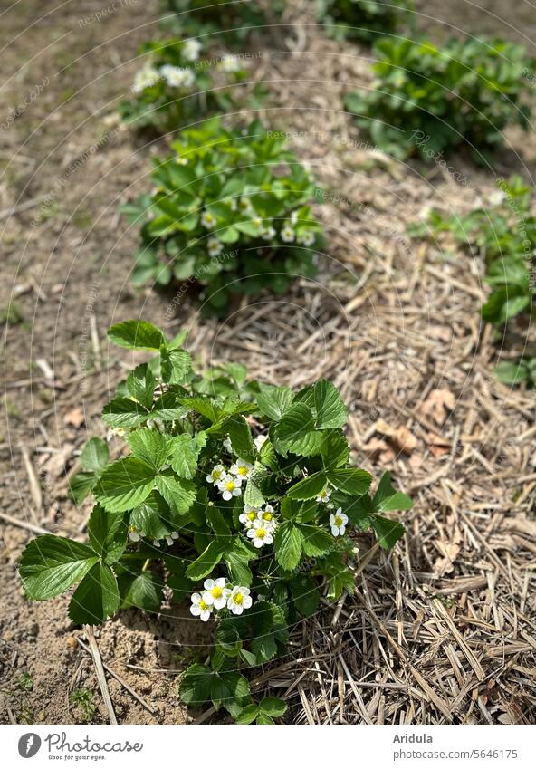 Blühendes Erdbeerbeet Erdbeere Erdbeerpflanze Garten Erbeerblüte Erdbeeren Frühling weiß Pflanze frisch Gartenarbeit Stroh Erde düngen