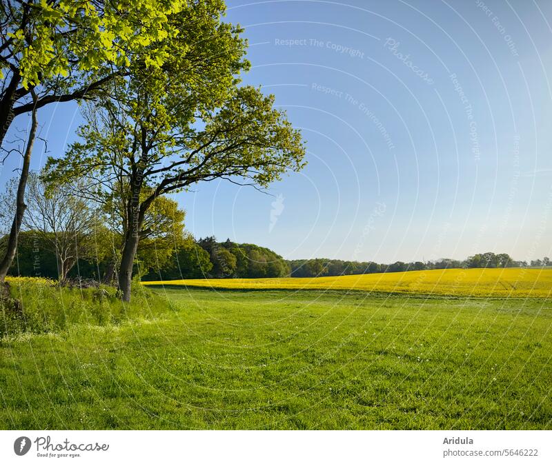 Felder und Bäume im Frühling Landschaft Raps Rapsfeld Wiese Waldrand Eiche Eichenblatt Rapsanbau Rapsblüte Nutzpflanze Landwirtschaft gelb Schönes Wetter Himmel