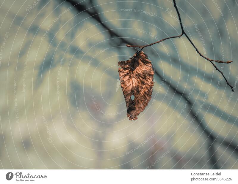 Verwelktes Blatt mit Loch an welchem Ast? Verfall alt hängen überdauern verwelkt verwelken braun Äste Zweige verzweigt Zweige u. Äste Natur Herbst verschwommen