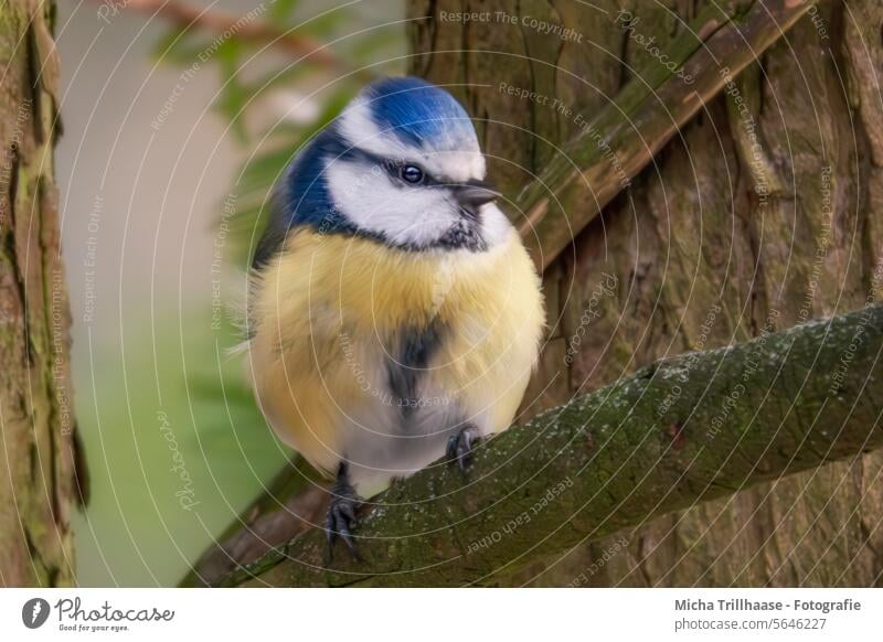 Blaumeise im Baum Cyanistes caeruleus Meisen Kopf Tiergesicht Schnabel Auge Feder gefiedert Flügel Vogel Krallen Wildtier Zweige u. Äste Schönes Wetter