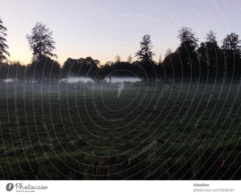 Weide und Bäume im Nebel - Nebelbank über Gras Wiese Landschaft Natur Außenaufnahme Menschenleer grün Morgen Herbst Farbfoto ruhig Morgennebel Himmel