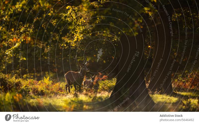 Rothirsch und Kalb in ruhiger Waldlandschaft Herbst Gelassenheit Hirsche Bleßwild Begleiter weiden getupft Sonnenlicht goldene Farbtöne fallen Laubwerk