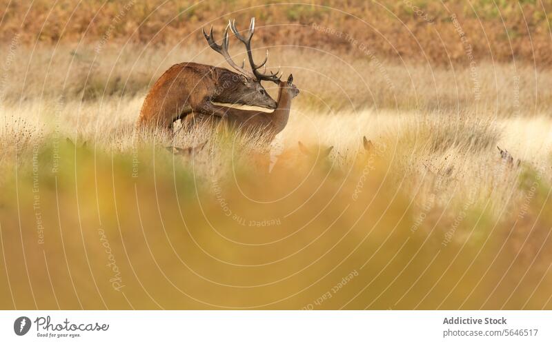 Hirschfamilie zwischen goldenem Schilf im Herbst im Vereinigten Königreich Hirsche Familie Bleßwild Stunde Abenddämmerung Tarnung Röhricht Horn Grasland tut