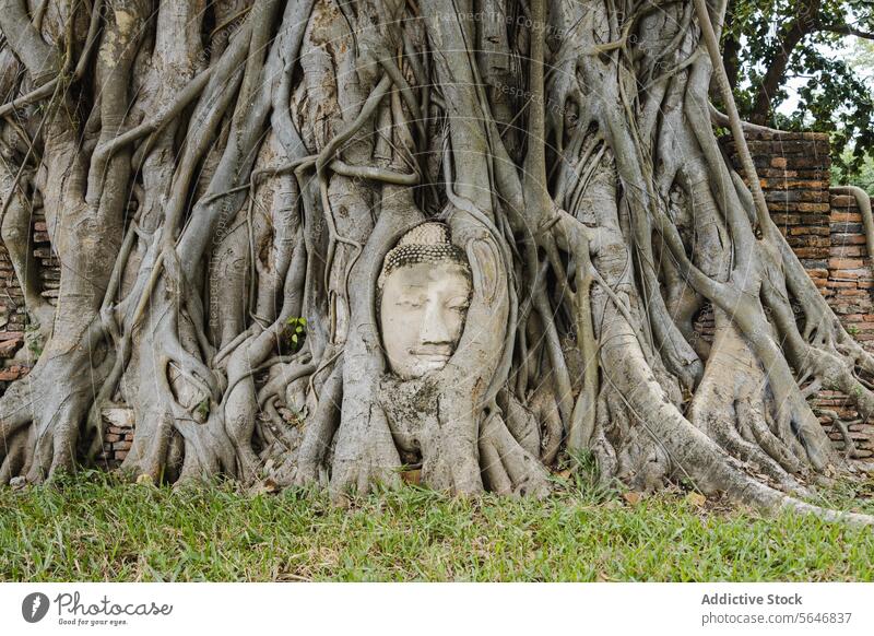 Phra-Buddha-Kopf an einem Baum in einem alten Tempel in Thailand befestigt Wurzel Historie antik Wat Mahathat Ayutthaya Stein Religion Kultur ruhig Erbe reisen