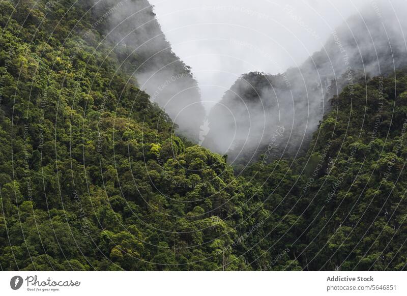 Berge mit grünen Bäumen unter bewölktem Himmel in Thailand Berge u. Gebirge Wald Natur Baum Landschaft Hochland Kamm Tal Formation Riese Ambitus wolkig